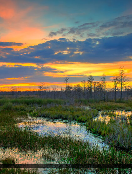 Florida Sunset Over Wetlands at the Loxahatchee Slough